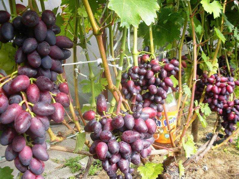 Виноград ливия: как выглядит, условия посадки и ухода