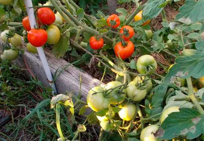 Как правильно ухаживать за томатами ляна
