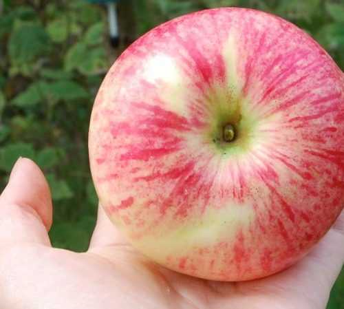 Описание сорта яблони бельфлер: фото яблок, важные характеристики, урожайность с дерева