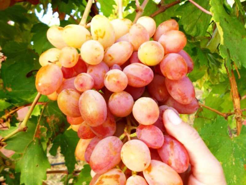 Сорт винограда юлиан