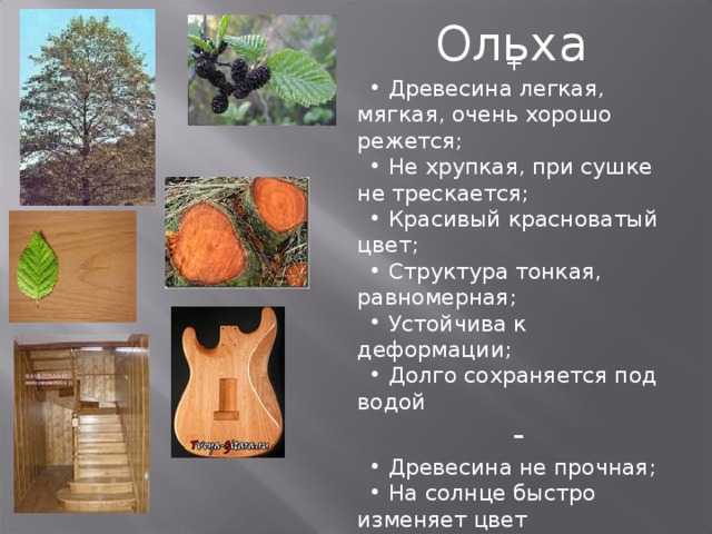Ольха черная, или ольха клейкая — alnus glutinosa | russianpermaculture.ru