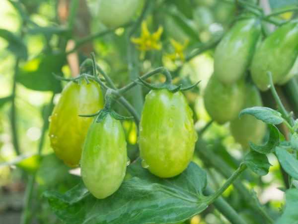 Сорт томатов интуиция, описание, характеристика и отзывы, а также особенности выращивания