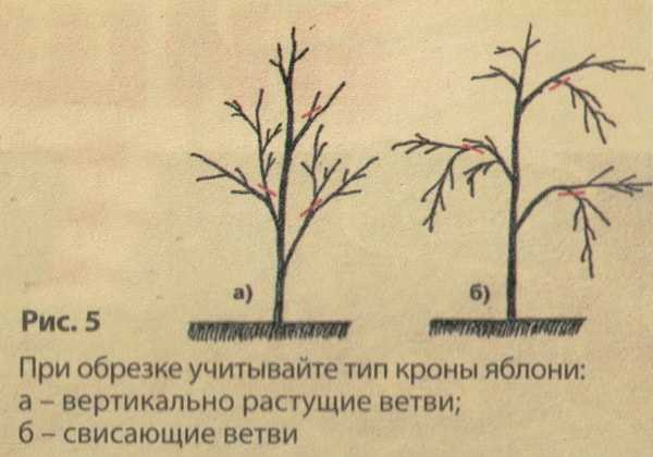 Базилик: выращивание из семян, когда сажать на рассаду