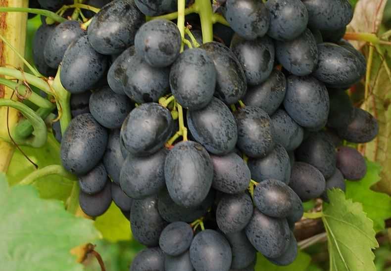 Неукрывной виноград для подмосковья – удачные сорта