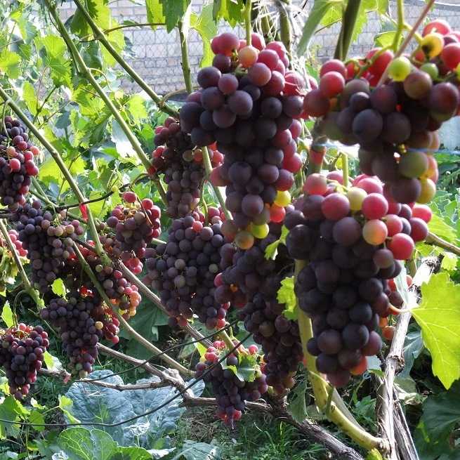 Молодой и перспективный сорт — виноград ливия