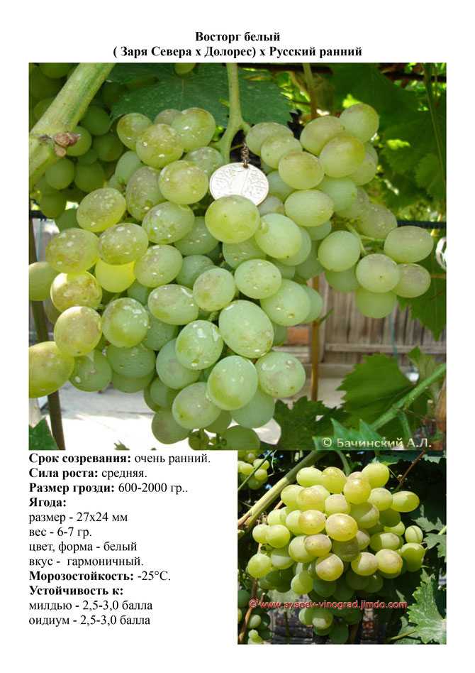 Виноград «восторг»: описание сорта, фото, отзывы. выращивание и характеристика белого, черного, мускатного и других разновидностей