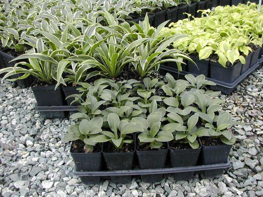 Хоста брим кап —  как выращивать растение