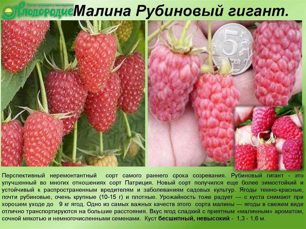Крупноплодный сорт малины “краса россии” – гордость русского селекционера виктора кичины