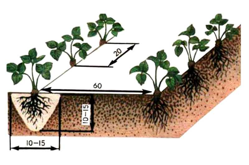 Клубника тристан: описание и характеристики сорта садовой земляники, правила выращивания виктории и фото