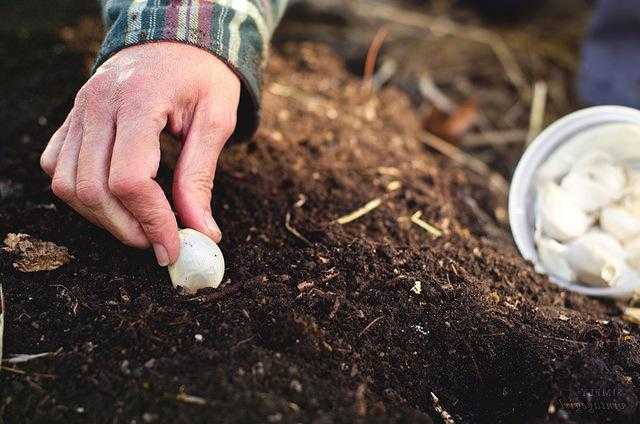 Как посадить и вырастить тую в сибири: сибирские разновидности туй