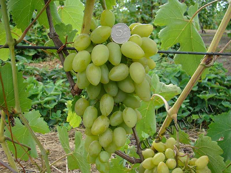 Виноград тимур: описание и характеристики сорта, особенности ухода и фото