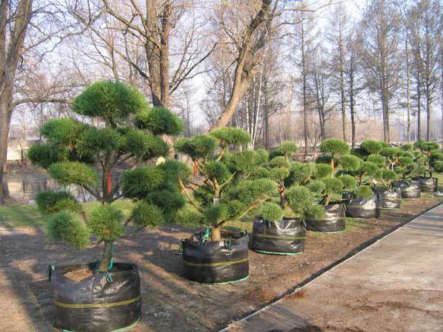 ✅ выращивание маленьких японских деревьев бонсай (bonsai) - сад62.рф