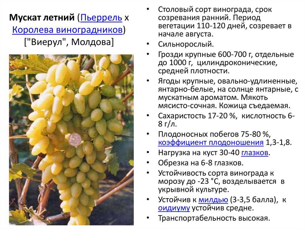 Виноград кишмиш 342: описание и характеристики сорта, особенности ухода и фото