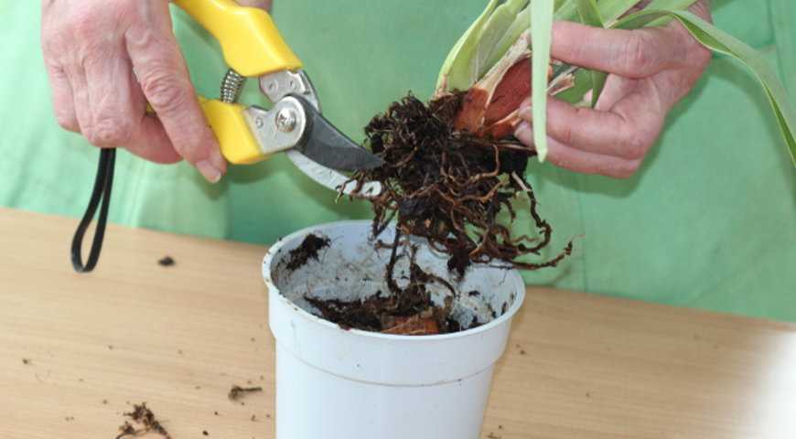 ᐉ как спасти кротон? ᐉ реанимация комнатного растения: что делать если опадают листья у кротона