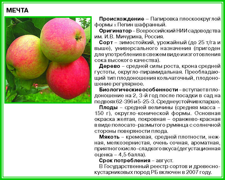 Описание сорта яблони соковое: фото яблок, важные характеристики, урожайность с дерева