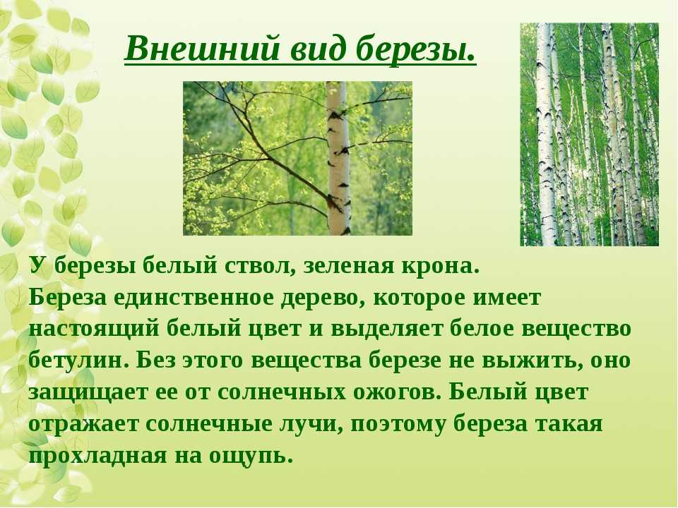 Виды берез: популярные сорта в россии, описание, где растет и фото
