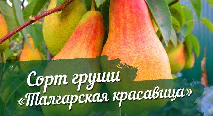 Сорт груши брянская красавица: крупный урожай с привлекательным видом