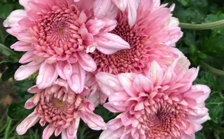 Розовые хризантемы: особенности, значение и разновидности