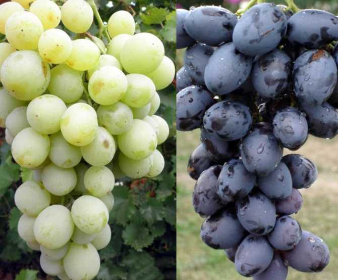 Характеристики сорта винограда тимур — особенности посадки и ухода