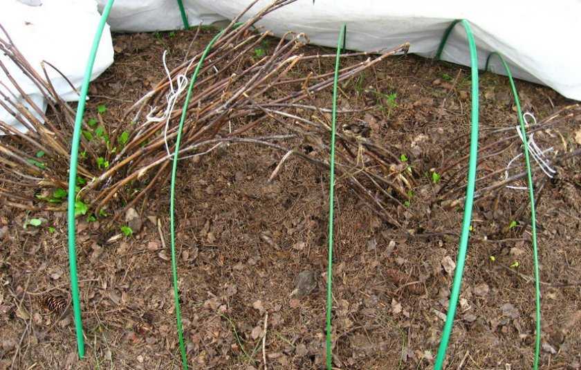 Посадка гортензии в сибири и уход за растением в открытом грунте. подходящие сорта