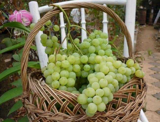 Всё о сорте винограда «алёшенькин» от особенностей выращивания до фото и отзывов о нём