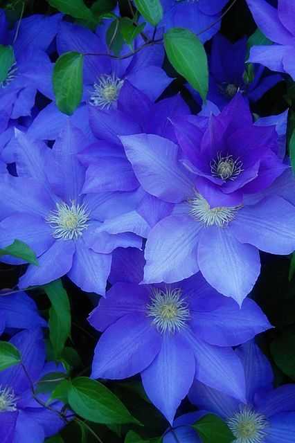 Клематис с синими цветами