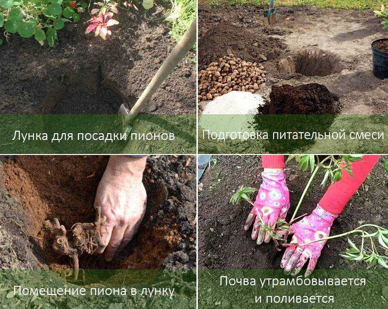 Выращивание лилейного дерева: правильная посадка и секреты по уходу