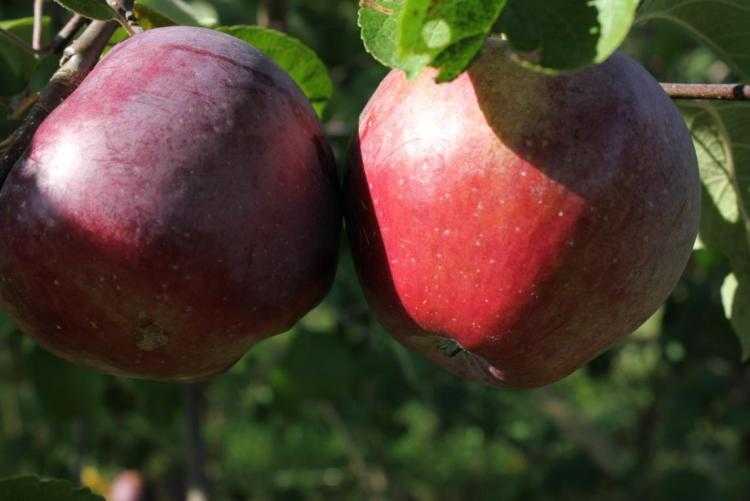 Яблоня услада