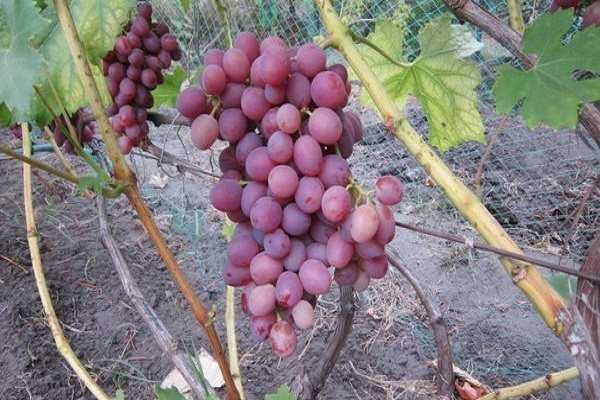 Виноград ливия