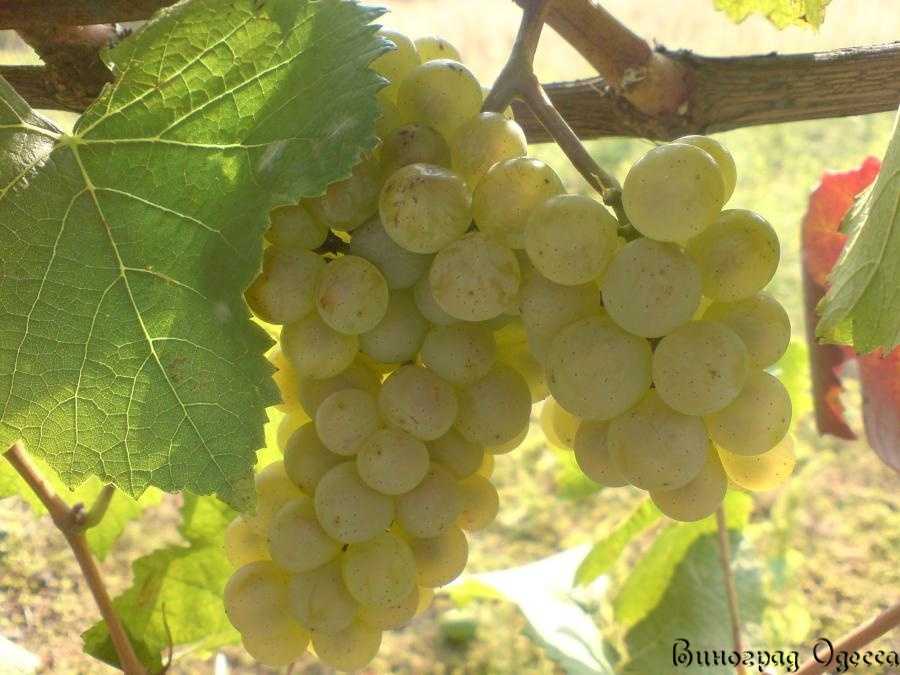 Виноград августа: описание и характеристики сорта, особенности ухода и фото