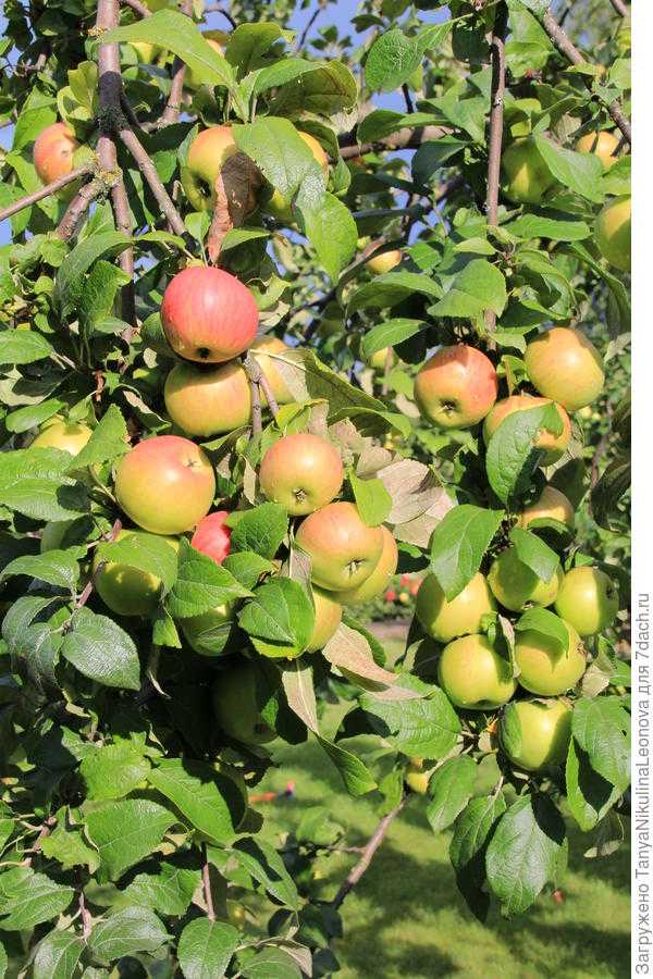 Популярные яблоки джонатан: характеристики, советы по уходу, как выглядят на фото?