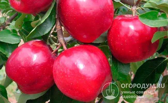 Описание яблони благовест — зимостойкий сорт для суровых территорий