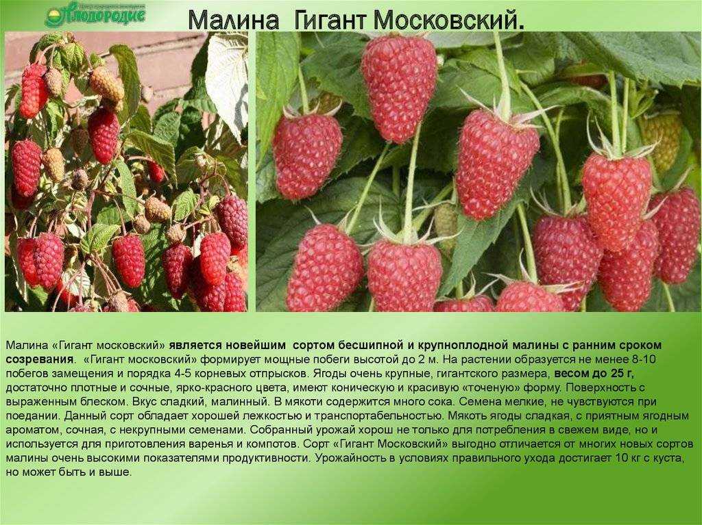Малина «маросейка»: характеристики, агротехника выращивания