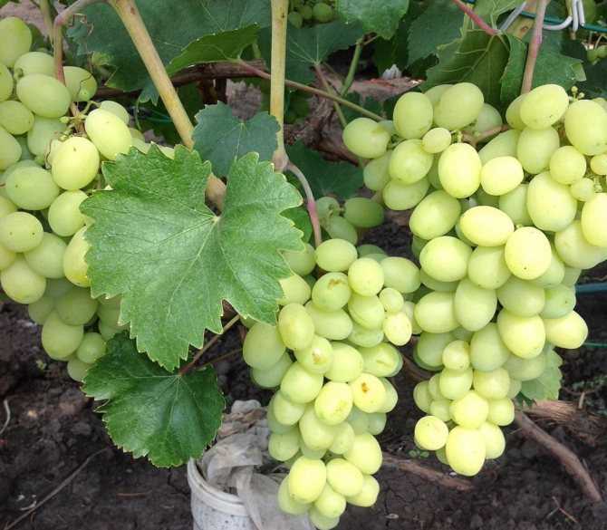 Виноград лора описание и характеристика сорта, выращивание и уход, отзывы, фото