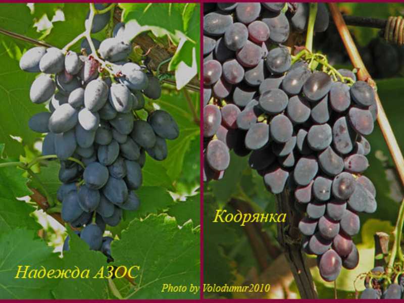 Виноград долгожданный: описание и характеристики сорта, особенности ухода и фото