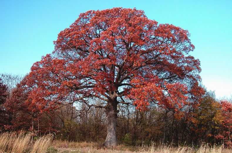 Необыкновенная красота красного дуба