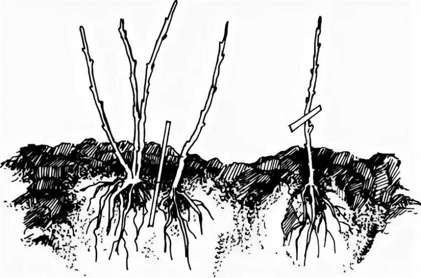 Размножение хосты (19 фото): как размножить хосту листьями? как рассадить растение летом? когда можно размножать черенкованием? правильный уход после посадки