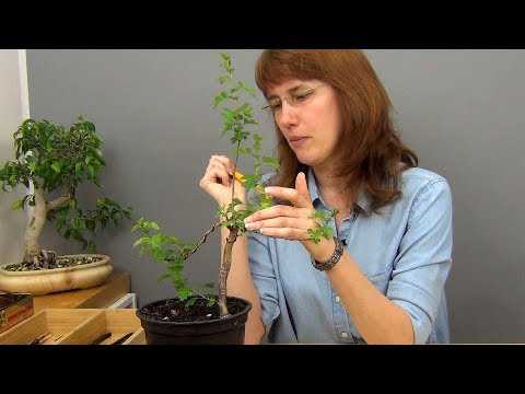 Как вырастить бонсай из семян своими руками: правила высаживания