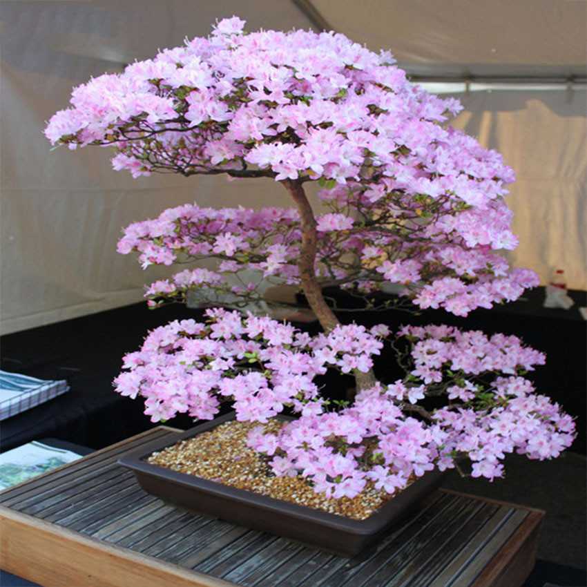 Японское дерево бонсай: 5 простых шагов к успеху