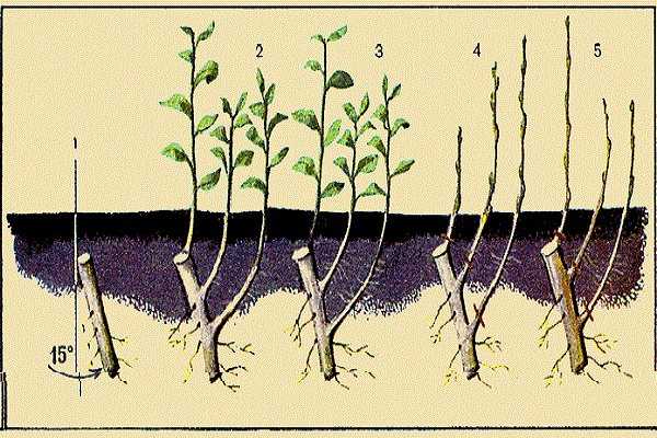 Как размножить денежное дерево?