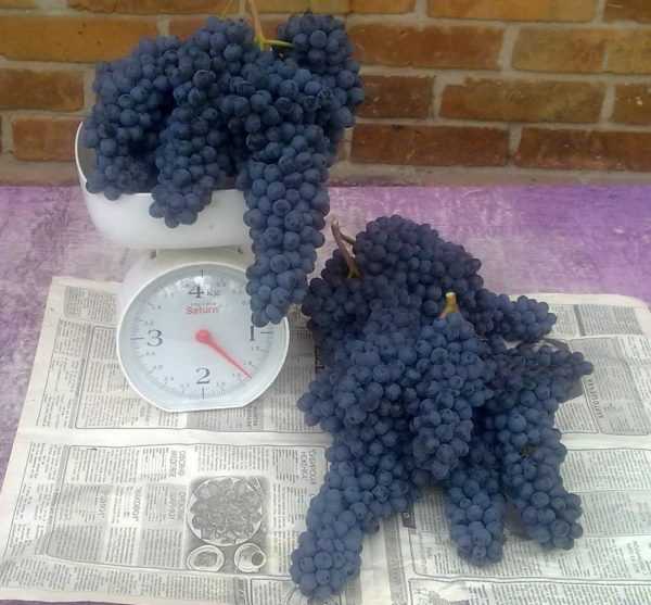 Виноград каберне совиньон
