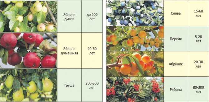 Яблоня аркад бирюкова: особенности сорта и ухода