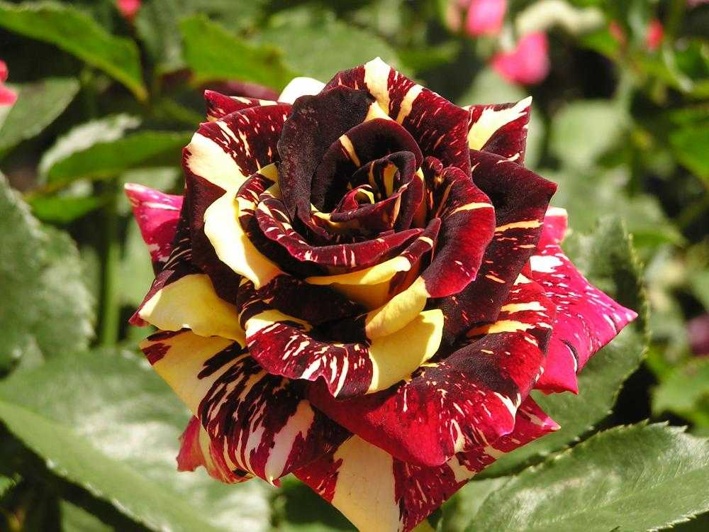 Томат дикая роза: описание и характеристика сорта, урожайность с фото