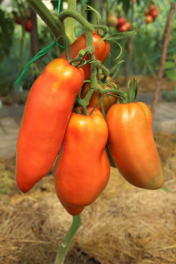 Томат перцевидный оранжевый: описание и характеристики, особенности посадки и выращивания, болезни и вредители, достоинства и недостатки