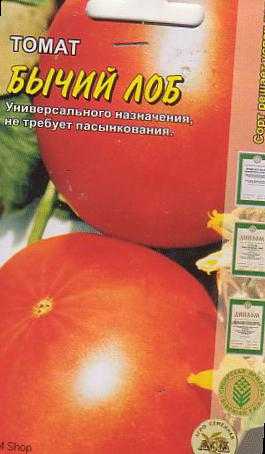 Томат бычий лоб - особенности сорта, правила выращивания помидора и секреты урожайности культуры