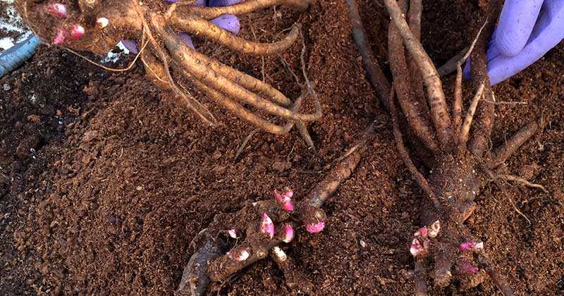 Размножение пионов: делением куста, черенками, семенами и отводками