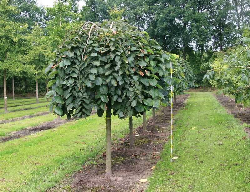 Дерево вяз гладкий описание и особенности выращивания - агро эксперт