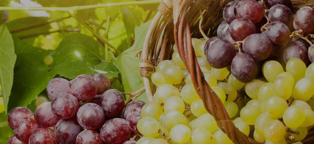 Сорта винограда с фото названием, описанием и отзывами