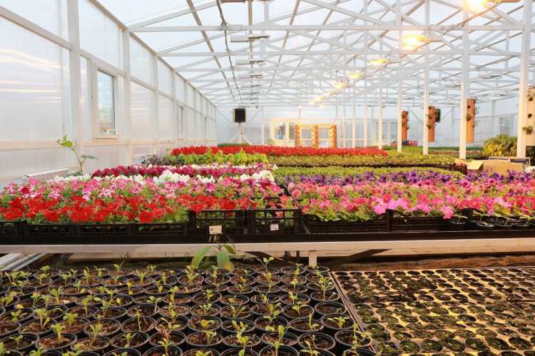 Синие хризантемы: особенности и рекомендации по выращиванию