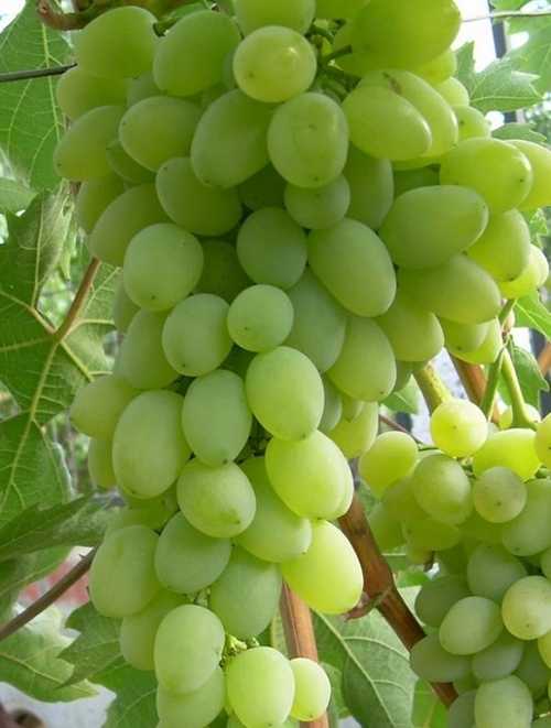 Уход за виноградом в июле, что делать, как получить большой урожай